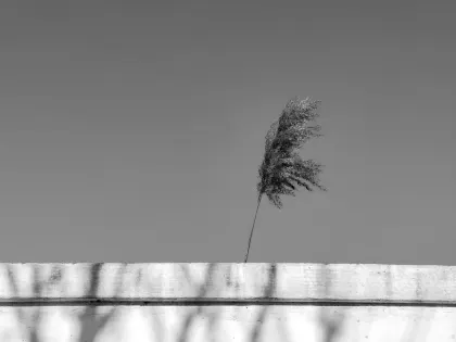 Jazz Casino Mobil App